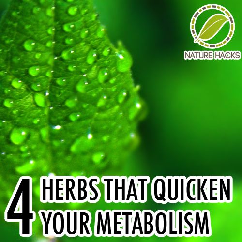 4 Herbs That Speed Up Metabolism & Help with Weight Loss